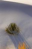 White Sands_31727